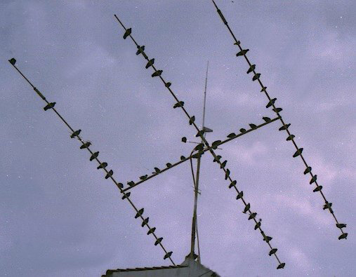 Birds vs TA-33-M